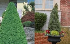 Dwarf Alberta Spruce - 5 Gallon Pot -Wilson Bros Gardens Spruce Dwarf Alberta 3