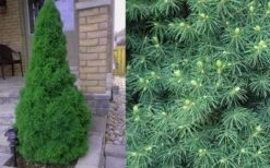 Dwarf Alberta Spruce - 1 Gallon Pot -Wilson Bros Gardens Spruce Dwarf Alberta 4 2