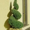 Spiral Dwarf Alberta Spruce Topiary - 3 Gallon Pot