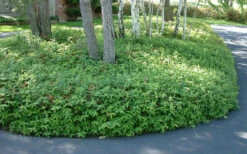 Creeping St Johns Wort - Hypericum Calycinum - 18 Pack Of Pint Pots -Wilson Bros Gardens St Johns Wort 1 3