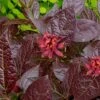Burgundy Spice Sweetshrub (Calycanthus ) - 1 Gallon Pot