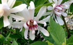 Venus White Sweetshrub (Calycanthus) - 3 Gallon Pot -Wilson Bros Gardens Sweetshrub Venus White 4