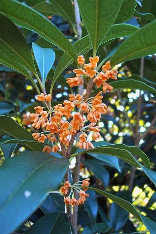 Apricot Echo Tea Olive - Osmanthus Fragrans Aurantiacus - 3 Gallon Pot 1 Apricot Echo Tea Olive - Osmanthus Fragrans Aurantiacus - 3 Gallon Pot