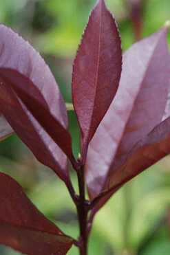 Apricot Echo Tea Olive - Osmanthus Fragrans Aurantiacus - 3 Gallon Pot 9 Apricot Echo Tea Olive - Osmanthus Fragrans Aurantiacus - 3 Gallon Pot -Wilson Bros Gardens Tea Olive Apricot Echo 4 2