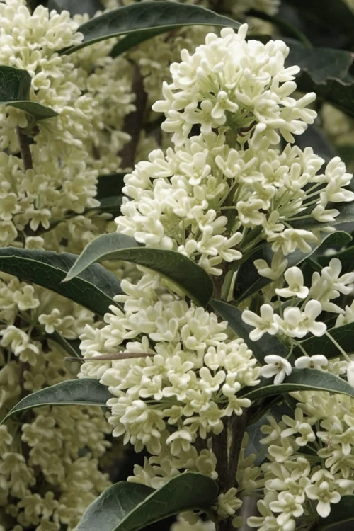 Fudingzhu Fragrant White Tea Olive (Osmanthus Fragrans) - 3 Gallon Pot 1 Fudingzhu Fragrant White Tea Olive (Osmanthus Fragrans) - 3 Gallon Pot