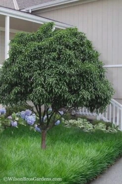 Fudingzhu Fragrant White Tea Olive (Osmanthus Fragrans) - 3 Gallon Pot 8 Fudingzhu Fragrant White Tea Olive (Osmanthus Fragrans) - 3 Gallon Pot -Wilson Bros Gardens Tea Olive Fudingzhu 6