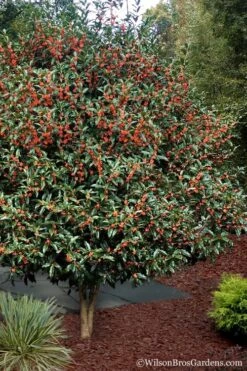 Fragrant Orange Tea Olive - Osmanthus Fragrans Aurantiacus - 5 Gallon Pot -Wilson Bros Gardens Tea Olive Orange 1012 1
