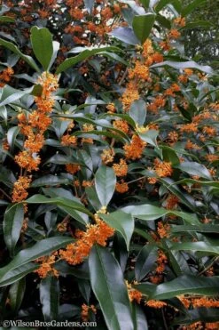 Fragrant Orange Tea Olive - Osmanthus Fragrans Aurantiacus - 6 Pack Of 1 Gallon Pots -Wilson Bros Gardens Tea Olive Orange 102 2