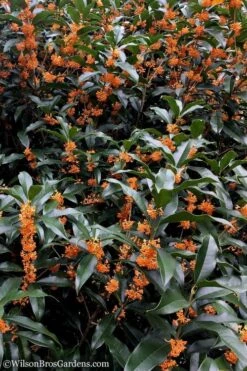 Fragrant Orange Tea Olive - Osmanthus Fragrans Aurantiacus - 5 Gallon Pot -Wilson Bros Gardens Tea Olive Orange 103 1