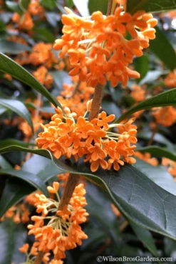 Fragrant Orange Tea Olive - Osmanthus Fragrans Aurantiacus - 1 Gallon Pot -Wilson Bros Gardens Tea Olive Orange 104 7