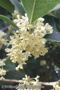 Fragrant White Tea Olive - 3 Gallon Pot