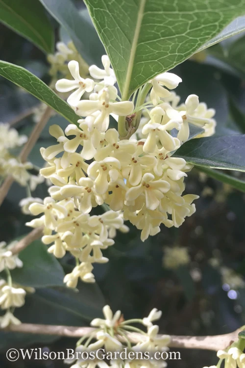 Fragrant White Tea Olive - 7 Gallon Pot (5-6') 1 Fragrant White Tea Olive - 7 Gallon Pot (5-6')