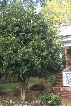 Fragrant White Tea Olive - 5 Pack Of Quart Pots -Wilson Bros Gardens Teav Olive White Osmanthus Fragrans 500x750 8