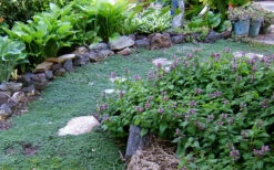 Elfin Creeping Thyme - Thymus Serpyllum Elfin - 18 Pack Of 4" Pint Pots -Wilson Bros Gardens Thyme Elfin 10 2