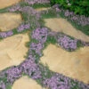 Elfin Creeping Thyme (Thymus Serpyllum 'Elfin') - 5 Pack Of Pint Pots