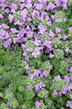 Elfin Creeping Thyme - Thymus Serphyllum - 10 Pack Of 4" Pint Pots 12 Elfin Creeping Thyme - Thymus Serphyllum - 10 Pack Of 4" Pint Pots -Wilson Bros Gardens Thyme Elfin BS 5