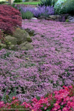 Pink Chintz Thyme (Thymus Serpyllum) - 32 Pack Of 2.5" Pots -Wilson Bros Gardens Thyme Pink Chintz 10 1