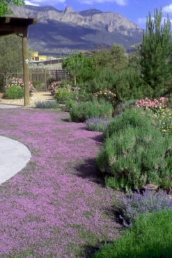 Pink Chintz Thyme (Thymus Serpyllum) - 32 Pack Of 2.5" Pots