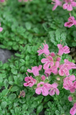 Creeping Mother Of Thyme (Thymus Serpyllum) - 18 Pack Of Pint Pots -Wilson Bros Gardens Thyme Pink Chintz 5