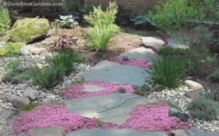 Pink Chintz Thyme (Thymus Serpyllum) - 32 Pack Of 2.5" Pots -Wilson Bros Gardens Thyme Pink Chintz 8 1