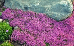 Red Creeping Thyme - Thymus Praecox 'Coccineus' - 18 Pack Of Pint Pots -Wilson Bros Gardens Thyme Red Creeping 10 3