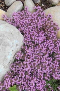 Creeping Mother Of Thyme (Thymus Serpyllum) - 18 Pack Of Pint Pots -Wilson Bros Gardens Thyme Red Creeping 12