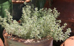 Silver Lemon Thyme - Thymus - 3 Pack Of Quart Pots -Wilson Bros Gardens Thyme Silver Lemon 5