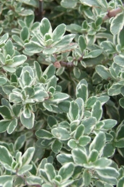 Silver Lemon Thyme - Thymus - 3 Pack Of Quart Pots