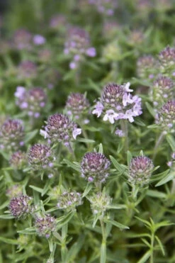 Spicy Orange Thyme - 6 Pack Of Pint Pots -Wilson Bros Gardens Thyme Spicy Orange 10