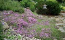 Splendens Purple Creeping Thyme - (Thymus Praecox) - 5 Pack Of Quart Pots -Wilson Bros Gardens Thymus Praecox Splendens 1