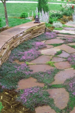 Splendens Purple Creeping Thyme - (Thymus Praecox) - 5 Pack Of Quart Pots -Wilson Bros Gardens Thymus Praecox Splendens 3