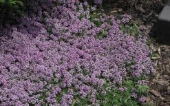 Splendens Purple Creeping Thyme - (Thymus Praecox) - 5 Pack Of Quart Pots -Wilson Bros Gardens Thymus Praecox Splendens 4