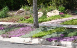 Woolly Creeping Thyme (Thymus Lanuginosis) - 18 Pack Of Pint Pots -Wilson Bros Gardens Thymus mixture 1