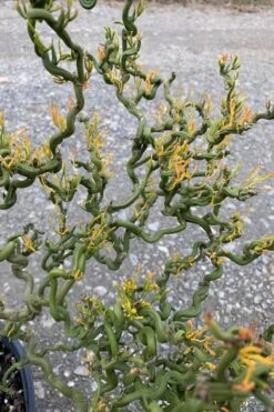 Tiny Dragon Hardy Orange (Poncirus Trifoliata) - 5 Gallon Pot - SALE! -Wilson Bros Gardens Trifoliate Orange Tiny Dragon 1