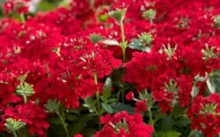 EnduraScape Red Verbena - 1 Gallon Pot -Wilson Bros Gardens Verbena EnduraScape Red 1