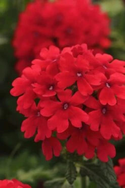 EnduraScape Red Verbena - 1 Gallon Pot -Wilson Bros Gardens Verbena EnduraScape Red 7 1