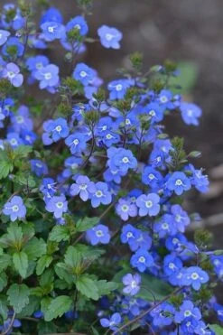 Georgia Blue Veronica Umbrosa - 6 Pack Of 1 Gallon Pots 8 Georgia Blue Veronica Umbrosa - 6 Pack Of 1 Gallon Pots -Wilson Bros Gardens Veronica Georgia Blue 500x750 1