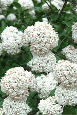 Fragrant Snowball Viburnum Carlecephalum - 3 Gallon Pot