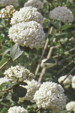 Pearlific Fragrant Snowball Viburnum Bush - 3 Gallon Pot 9 Pearlific Fragrant Snowball Viburnum Bush - 3 Gallon Pot -Wilson Bros Gardens Viburnum Carlecephalum Fragrant Snowball 500x750 1