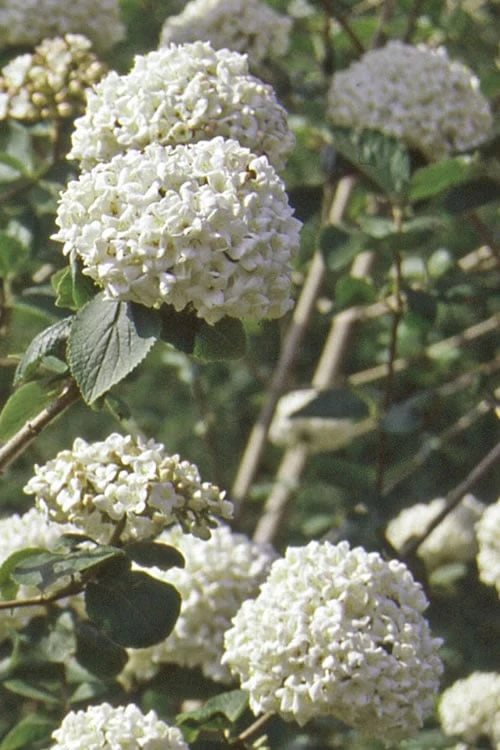 Pearlific Fragrant Snowball Viburnum Bush - 3 Gallon Pot 5 Pearlific Fragrant Snowball Viburnum Bush - 3 Gallon Pot - Image 5