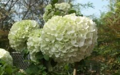 Chinese Snowball Viburnum Bush - 7 Gallon Pot (4-5') -Wilson Bros Gardens Viburnum Chinese Snowball Bloom Green 1