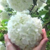 Chinese Snowball Viburnum Bush - 6 Gallon Pot (3-4')