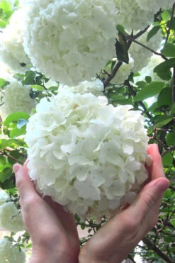 Chinese Snowball Viburnum Bush - 3 Gallon Pot - SALE