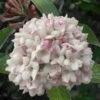 Juddi Fragrant Snowball Viburnum - 2 Gallon Pot