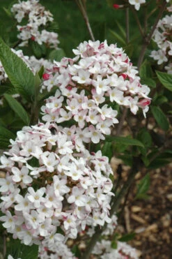 Fragrant Mohawk Viburnum Burkwoodi - 3 Gallon Pot -Wilson Bros Gardens Viburnum Mohawk 4 1
