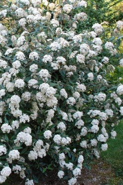 Fragrant Mohawk Viburnum Burkwoodi - 3 Gallon Pot -Wilson Bros Gardens Viburnum Mohawk 5 1