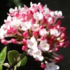 Fragrant Mohawk Viburnum Burkwoodi - 3 Gallon Pot