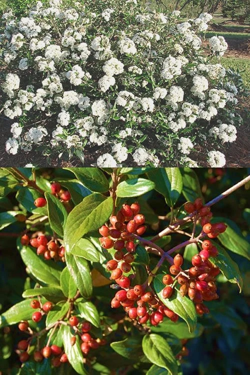 Pearlific Fragrant Snowball Viburnum Bush - 3 Gallon Pot 4 Pearlific Fragrant Snowball Viburnum Bush - 3 Gallon Pot - Image 4