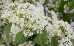Snow Joey Viburnum - 2 Gallon Pot -Wilson Bros Gardens Viburnum Snow Joey 2