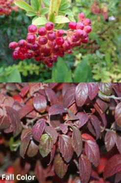 Snow Joey Viburnum - 2 Gallon Pot -Wilson Bros Gardens Viburnum Snow Joey 5